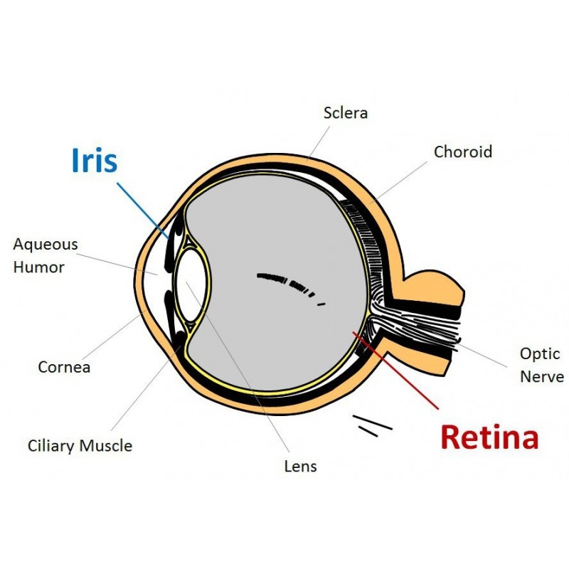 Iris scans with RFID reader - Access through scan scan